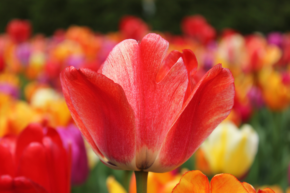 Bright red tulip with a field of other colorful tulips in a garden