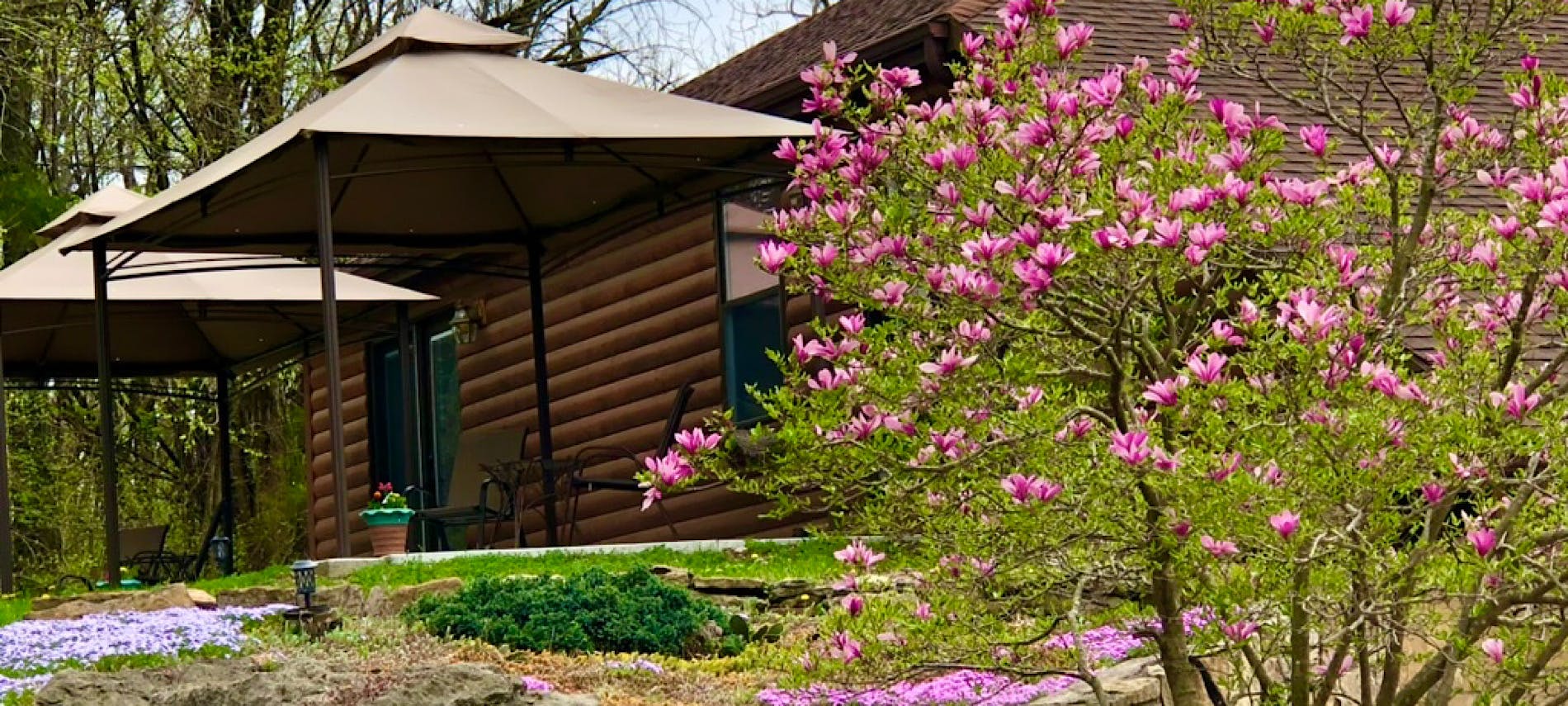 Outdoor two gazebos in background with pink flowering tree in foreground